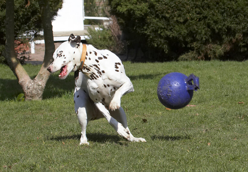 Animal, Animals, Ball, Canine, Canines, Dalmatian, Dalmatians, Dog, Dogs, Land Mammal, Land Mammals, MIA, Play, Playing, Playtime, Terrestrial Mammal, Terrestrial Mammals