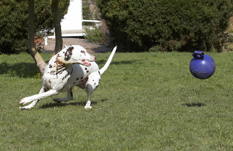 Animal, Animals, Ball, Canine, Canines, Dalmatian, Dalmatians, Dog, Dogs, Land Mammal, Land Mammals, MIA, Play, Playing, Playtime, Terrestrial Mammal, Terrestrial Mammals