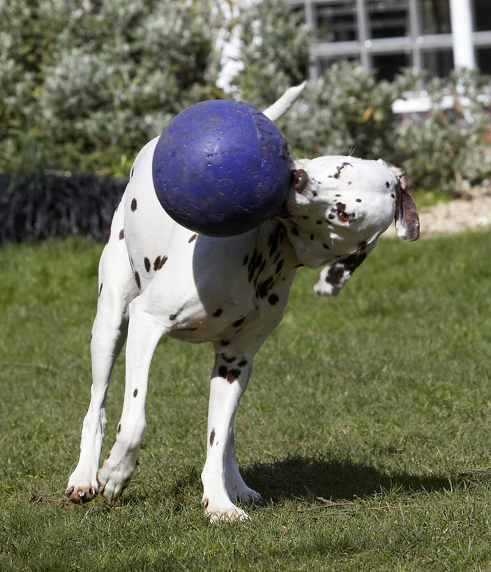 Animal, Animals, Ball, Canine, Canines, Dalmatian, Dalmatians, Dog, Dogs, Land Mammal, Land Mammals, MIA, Play, Playing, Playtime, Terrestrial Mammal, Terrestrial Mammals