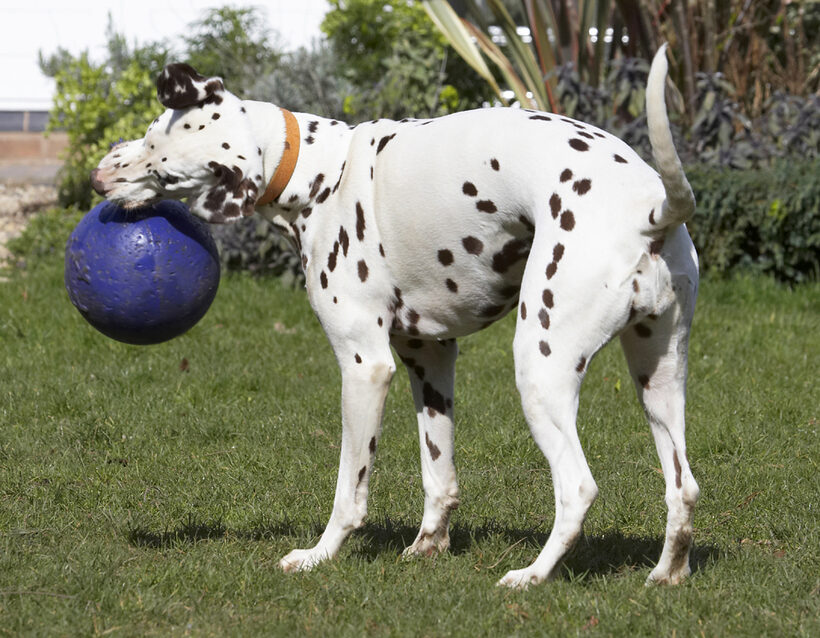Animal, Animals, Ball, Canine, Canines, Dalmatian, Dalmatians, Dog, Dogs, Land Mammal, Land Mammals, MIA, Play, Playing, Playtime, Terrestrial Mammal, Terrestrial Mammals