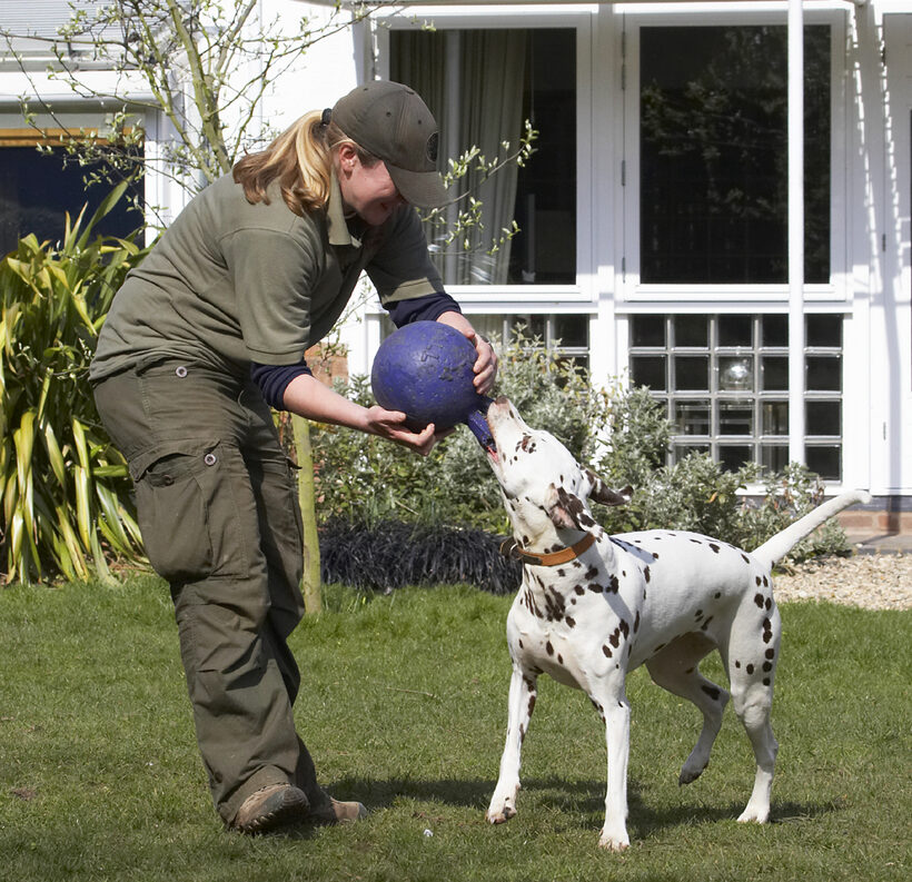 Animal, Animals, Ball, Becky, Canine, Canines, Dalmatian, Dalmatians, Dog, Dogs, Land Mammal, Land Mammals, MIA, Play, Playing, Playtime, Terrestrial Mammal, Terrestrial Mammals, Tug-o-war