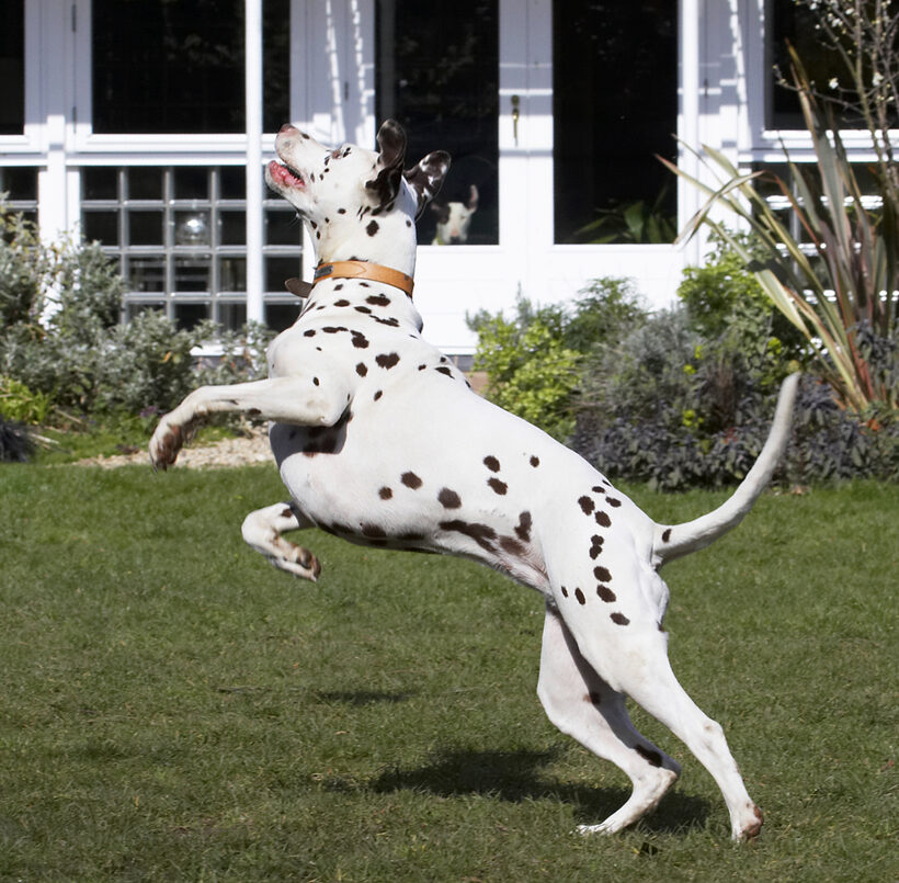 Jump, Jumping, Land Mammal, Land Mammals, Leap, Leaping, MIA, Play, Playing, Playtime, Terrestrial Mammal, Terrestrial Mammals, Animal, Animals, Ball, Canine, Canines, Dalmatian, Dalmatians, Dog, Dogs