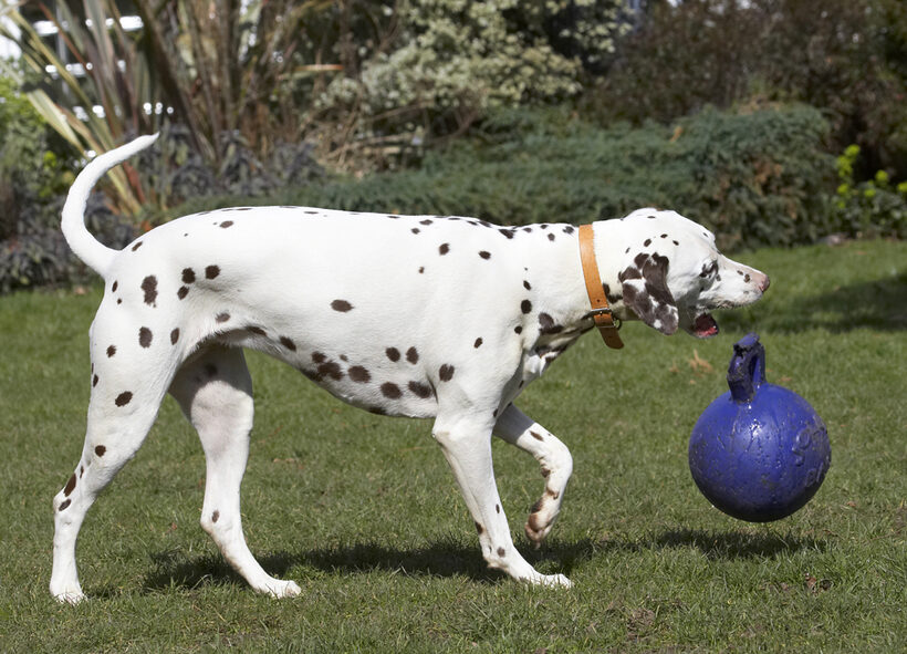 Animal, Animals, Ball, Canine, Canines, Dalmatian, Dalmatians, Dog, Dogs, Land Mammal, Land Mammals, MIA, Play, Playing, Playtime, Terrestrial Mammal, Terrestrial Mammals