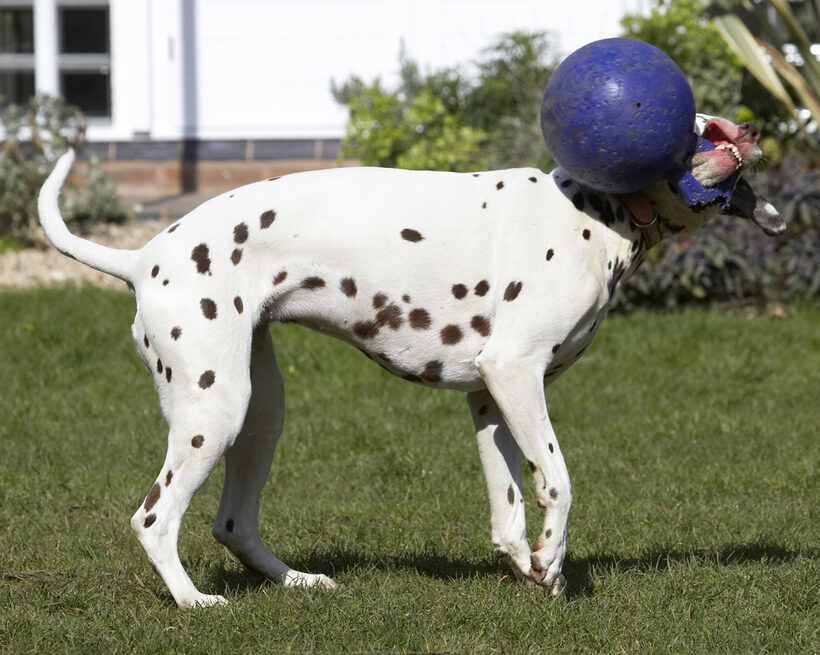 Animal, Animals, Ball, Canine, Canines, Dalmatian, Dalmatians, Dog, Dogs, Land Mammal, Land Mammals, MIA, Play, Playing, Playtime, Terrestrial Mammal, Terrestrial Mammals
