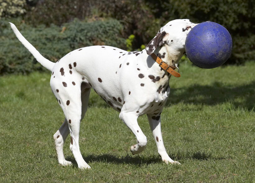 Animal, Animals, Ball, Canine, Canines, Dalmatian, Dalmatians, Dog, Dogs, Land Mammal, Land Mammals, MIA, Play, Playing, Playtime, Terrestrial Mammal, Terrestrial Mammals