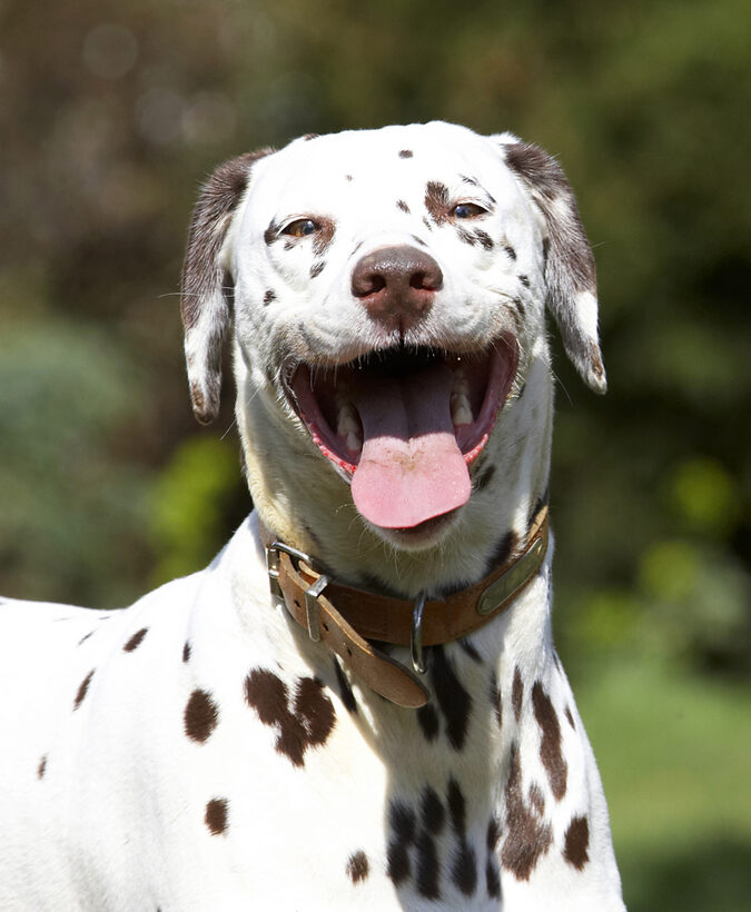 Animal, Animals, Ball, Canine, Canines, Dalmatian, Dalmatians, Dog, Dogs, Land Mammal, Land Mammals, Laugh, Laughing, MIA, Play, Playing, Playtime, Smile, Smiling, Terrestrial Mammal, Terrestrial Mammals, Tongue