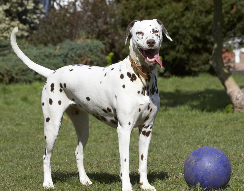 Animal, Animals, Ball, Canine, Canines, Dalmatian, Dalmatians, Dog, Dogs, Land Mammal, Land Mammals, MIA, Play, Playing, Playtime, Terrestrial Mammal, Terrestrial Mammals, Tongue
