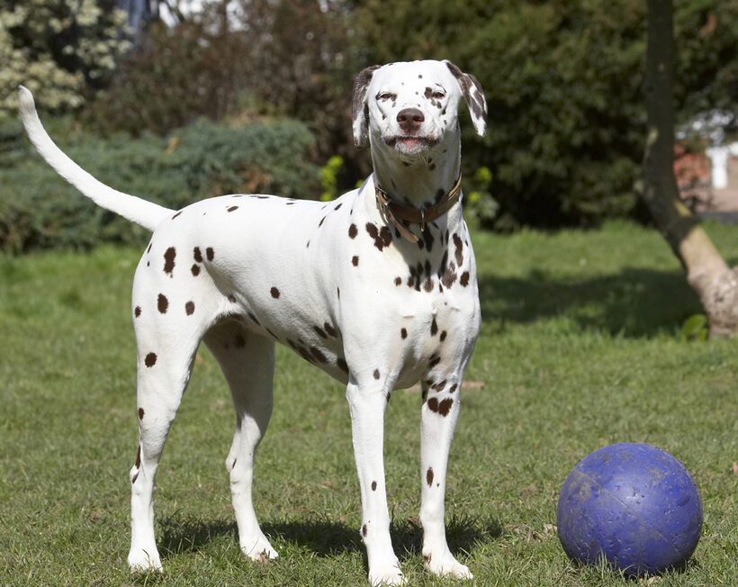 Animal, Animals, Ball, Canine, Canines, Dalmatian, Dalmatians, Dog, Dogs, Land Mammal, Land Mammals, MIA, Play, Playing, Playtime, Terrestrial Mammal, Terrestrial Mammals