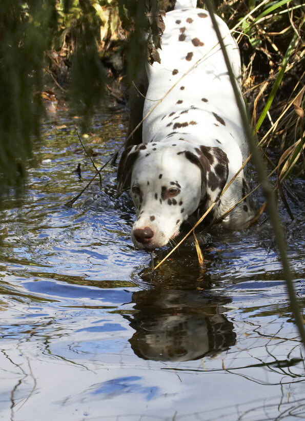 Animal, Animals, Ball, Canine, Canines, Dalmatian, Dalmatians, Dog, Dogs, Land Mammal, Land Mammals, MIA, Play, Playing, Playtime, Stream, Terrestrial Mammal, Terrestrial Mammals, Water