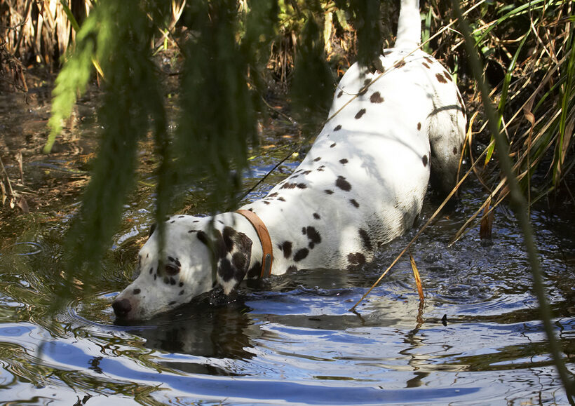 Animal, Animals, Ball, Canine, Canines, Dalmatian, Dalmatians, Dog, Dogs, Land Mammal, Land Mammals, MIA, Play, Playing, Playtime, Stream, Swim, Swimming, Terrestrial Mammal, Terrestrial Mammals, Water