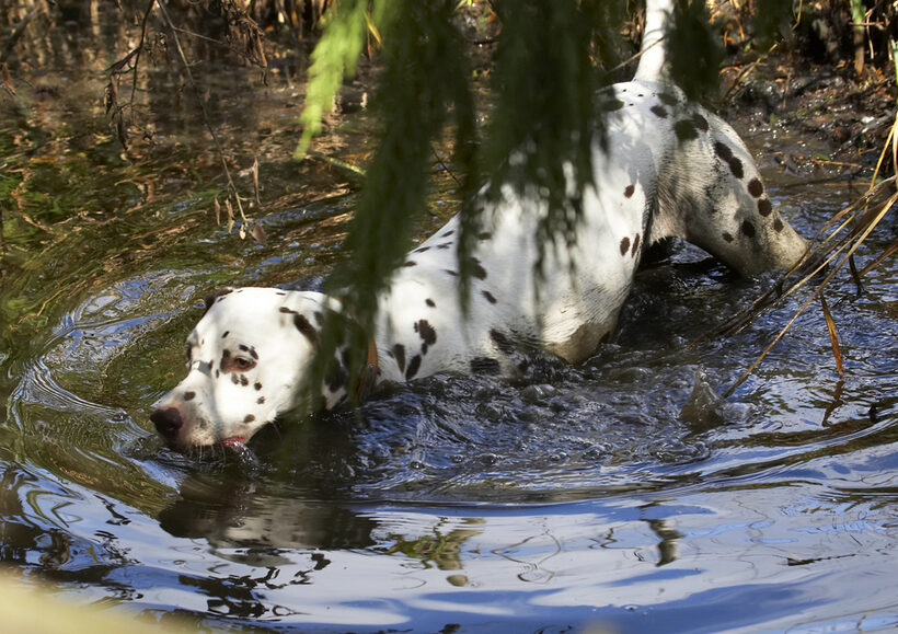 Animal, Animals, Ball, Canine, Canines, Dalmatian, Dalmatians, Dog, Dogs, Land Mammal, Land Mammals, MIA, Play, Playing, Playtime, Stream, Swim, Swimming, Terrestrial Mammal, Terrestrial Mammals, Water