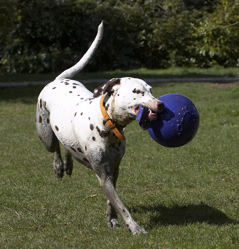 Animal, Animals, Ball, Canine, Canines, Dalmatian, Dalmatians, Dog, Dogs, Land Mammal, Land Mammals, MIA, Play, Playing, Playtime, Terrestrial Mammal, Terrestrial Mammals