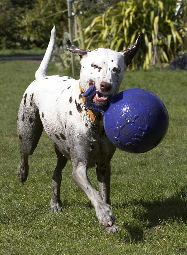 Animal, Animals, Ball, Canine, Canines, Dalmatian, Dalmatians, Dog, Dogs, Land Mammal, Land Mammals, MIA, Play, Playing, Playtime, Terrestrial Mammal, Terrestrial Mammals