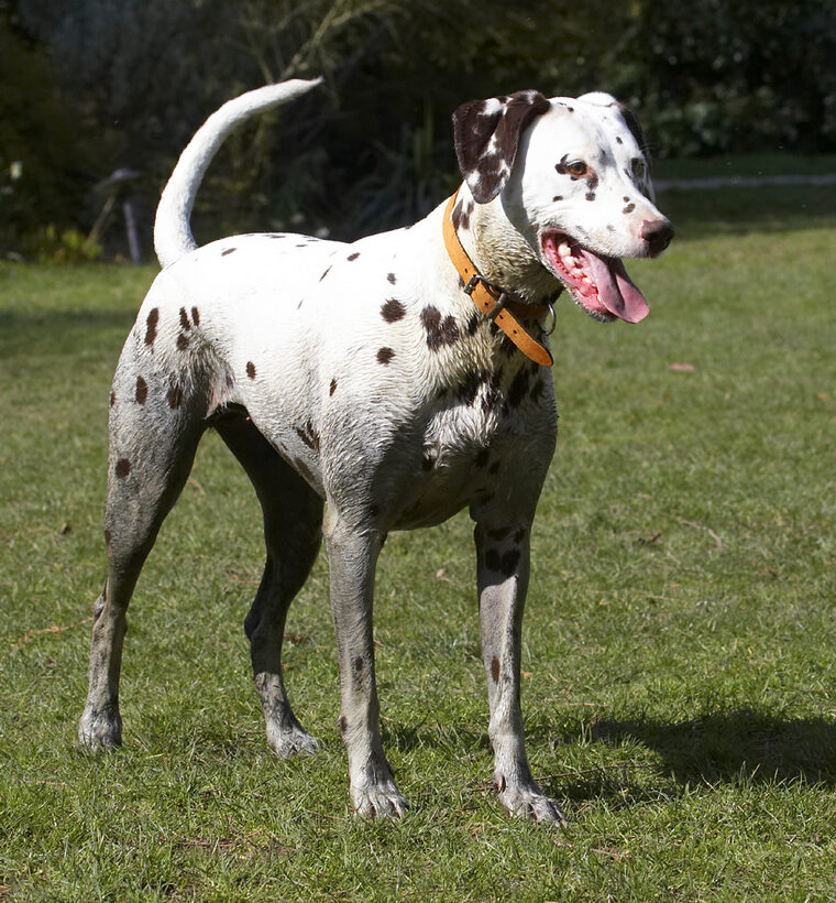 Animal, Animals, Ball, Canine, Canines, Dalmatian, Dalmatians, Dog, Dogs, Land Mammal, Land Mammals, MIA, Play, Playing, Playtime, Terrestrial Mammal, Terrestrial Mammals, Tongue