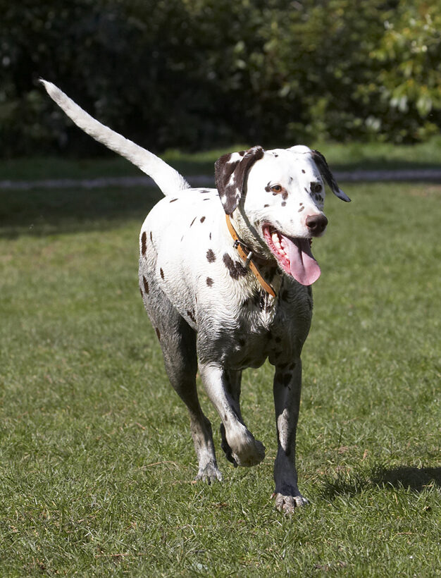Animal, Animals, Ball, Canine, Canines, Dalmatian, Dalmatians, Dog, Dogs, Land Mammal, Land Mammals, MIA, Play, Playing, Playtime, Smile, Smiling, Terrestrial Mammal, Terrestrial Mammals, Tongue