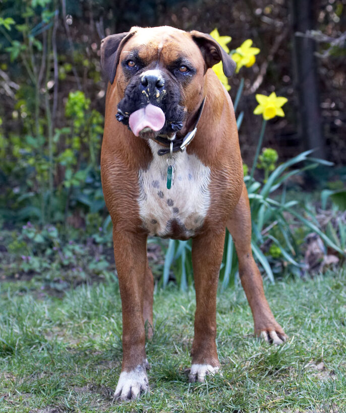 Flower, Flowers, Land Mammal, Land Mammals, Nog, Peanut, Play, Playing, Playtime, Terrestrial Mammal, Terrestrial Mammals, Tongue, Animal, Animals, Boxer, Boxers, Butter, Canine, Canines, Daffodils, Dog, Dogs, flora