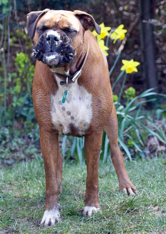 Animal, Animals, Boxer, Boxers, butter, Canine, Canines, Dog, Dogs, Land Mammal, Land Mammals, Nog, Peanut, Play, Playing, Playtime, Terrestrial Mammal, Terrestrial Mammals