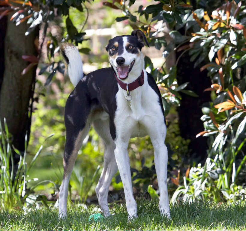 Animal, Animals, Canine, Canines, Dog, Dogs, Land Mammal, Land Mammals, Lurcher, Murphy, Play, Playing, Playtime, Smile, smiling, Terrestrial Mammal, Terrestrial Mammals