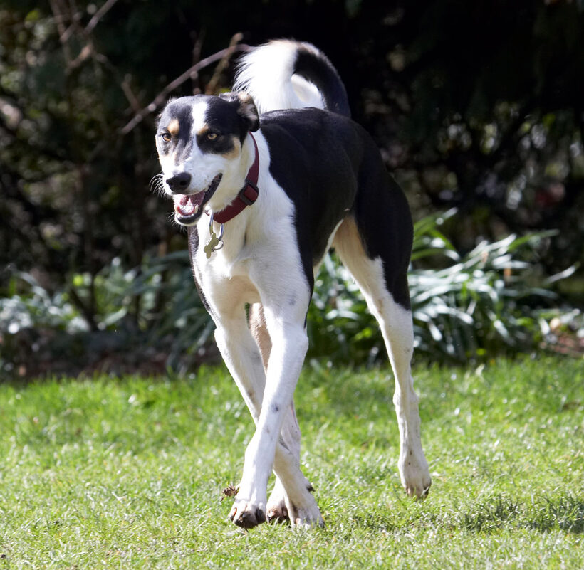 Animal, Animals, Canine, Canines, Dog, Dogs, Land Mammal, Land Mammals, Lurcher, Murphy, Play, Playing, playtime, Terrestrial Mammal, Terrestrial Mammals