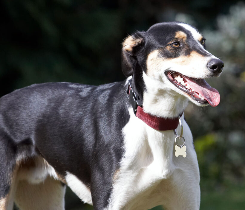 Animal, Animals, Canine, Canines, Dog, Dogs, Land Mammal, Land Mammals, Lurcher, Murphy, Play, Playing, Playtime, Smile, smiling, Terrestrial Mammal, Terrestrial Mammals, Tongue