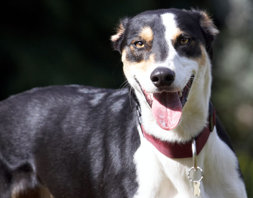 Animal, Animals, Canine, Canines, Dog, Dogs, Land Mammal, Land Mammals, Lurcher, Murphy, Play, Playing, Playtime, Smile, smiling, Terrestrial Mammal, Terrestrial Mammals, Tongue