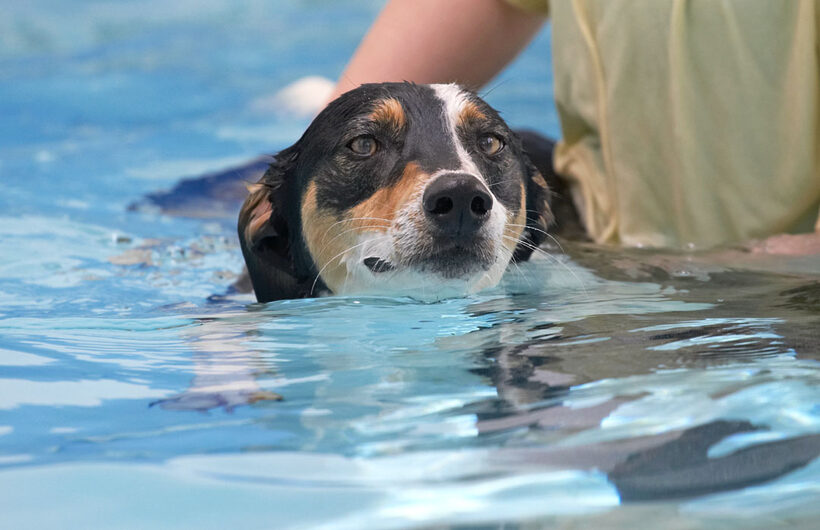 Animal, Animals, Canine, Canines, Dog, Dogs, Land Mammal, Land Mammals, Lurcher, Murphy, Play, Playing, Playtime, Pool, Swimming, Terrestrial Mammal, Terrestrial Mammals, water
