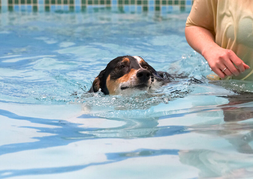 Animal, Animals, Canine, Canines, Dog, Dogs, Land Mammal, Land Mammals, Lurcher, Murphy, Play, Playing, Playtime, pool, Swimming, Terrestrial Mammal, Terrestrial Mammals