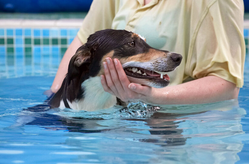 Animal, Animals, Canine, Canines, Dog, Dogs, Land Mammal, Land Mammals, Lurcher, Murphy, Play, Playing, Playtime, pool, Swimming, Terrestrial Mammal, Terrestrial Mammals