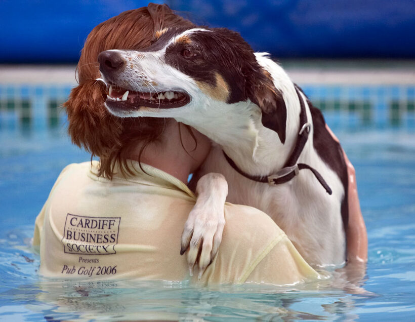 Animal, Animals, Canine, Canines, Dog, Dogs, kate, Land Mammal, Land Mammals, Lurcher, Murphy, Play, Playing, Playtime, Pool, Swimming, Terrestrial Mammal, Terrestrial Mammals