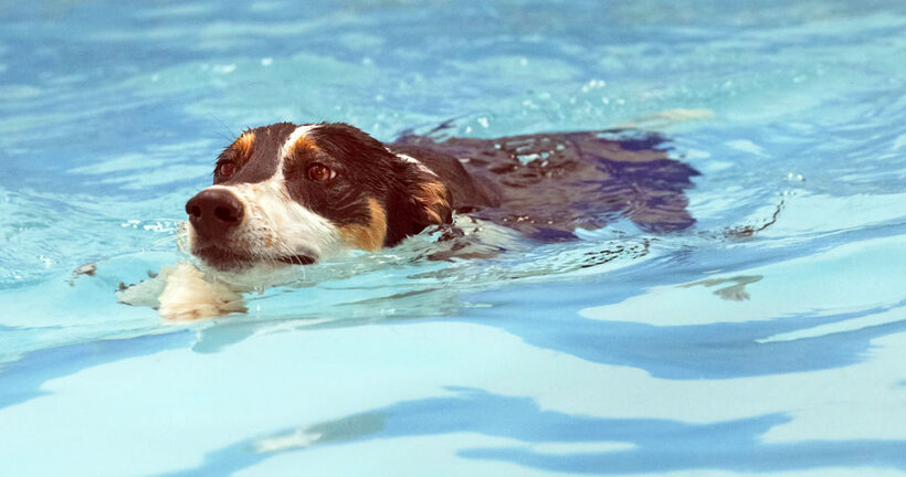 Animal, Animals, Canine, Canines, Dog, Dogs, Land Mammal, Land Mammals, Lurcher, Murphy, Play, Playing, Playtime, pool, Swim, Swimming, Terrestrial Mammal, Terrestrial Mammals