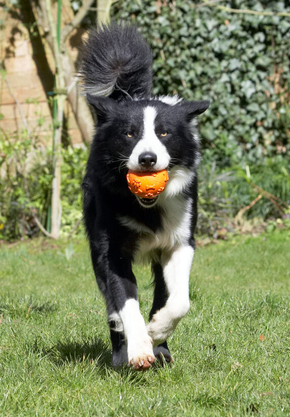 Animal, Animals, ball, Canine, Canines, Collie, Collies, Dog, Dogs, Land Mammal, Land Mammals, Play, Playing, Playtime, Rex, Terrestrial Mammal, Terrestrial Mammals