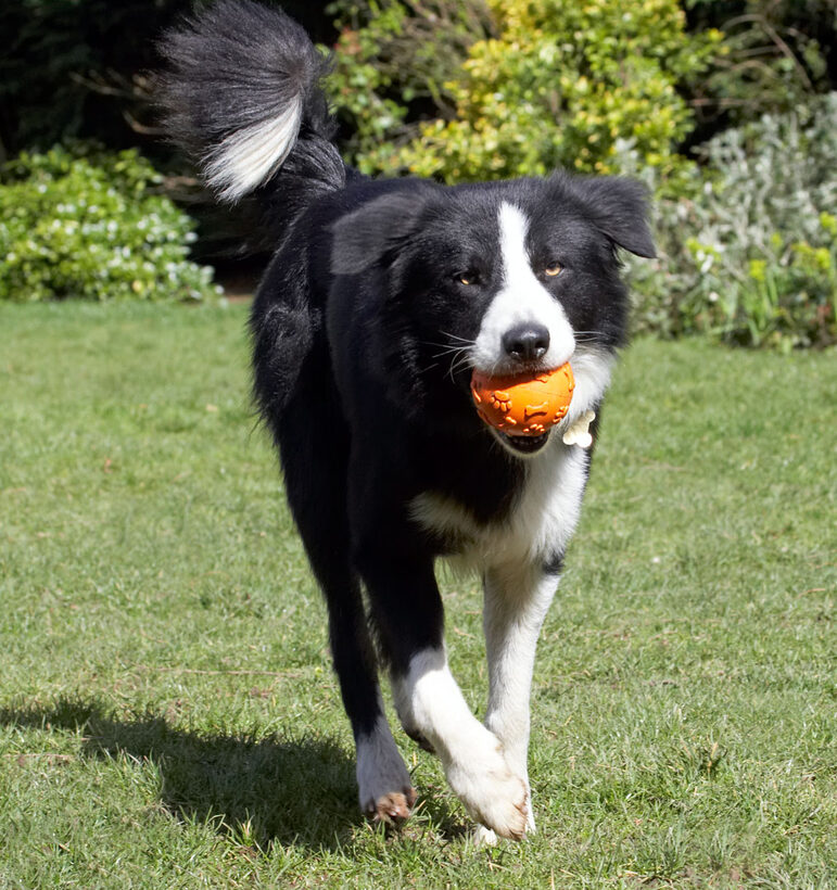 Animal, Animals, ball, Canine, Canines, Collie, Collies, Dog, Dogs, Land Mammal, Land Mammals, Play, Playing, Playtime, Rex, Terrestrial Mammal, Terrestrial Mammals