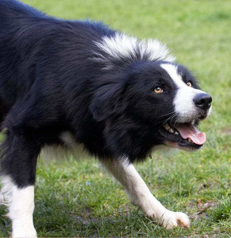 Animal, Animals, ball, Canine, Canines, Collie, Collies, Dog, Dogs, Land Mammal, Land Mammals, Play, Playing, Playtime, Rex, Terrestrial Mammal, Terrestrial Mammals