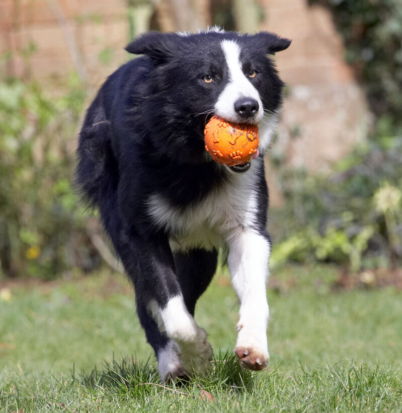 Animal, Animals, ball, Canine, Canines, Collie, Collies, Dog, Dogs, Land Mammal, Land Mammals, Play, Playing, Playtime, Rex, Terrestrial Mammal, Terrestrial Mammals