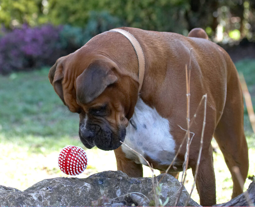 Animal, Animals, ball, Boxer, Boxers, Canine, Canines, Dog, Dogs, Land Mammal, Land Mammals, Nog, Play, Playing, Playtime, Terrestrial Mammal, Terrestrial Mammals