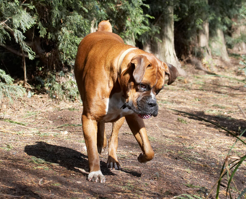 Animal, Animals, Boxer, Boxers, Canine, Canines, Dog, Dogs, Land Mammal, Land Mammals, Nog, Play, Playing, playtime, Terrestrial Mammal, Terrestrial Mammals