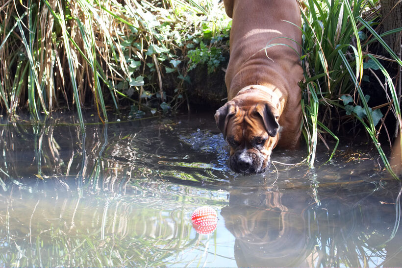Animal, Animals, Ball, Boxer, Boxers, Canine, Canines, Dog, Dogs, Land Mammal, Land Mammals, Nog, Play, Playing, Playtime, Terrestrial Mammal, Terrestrial Mammals, water
