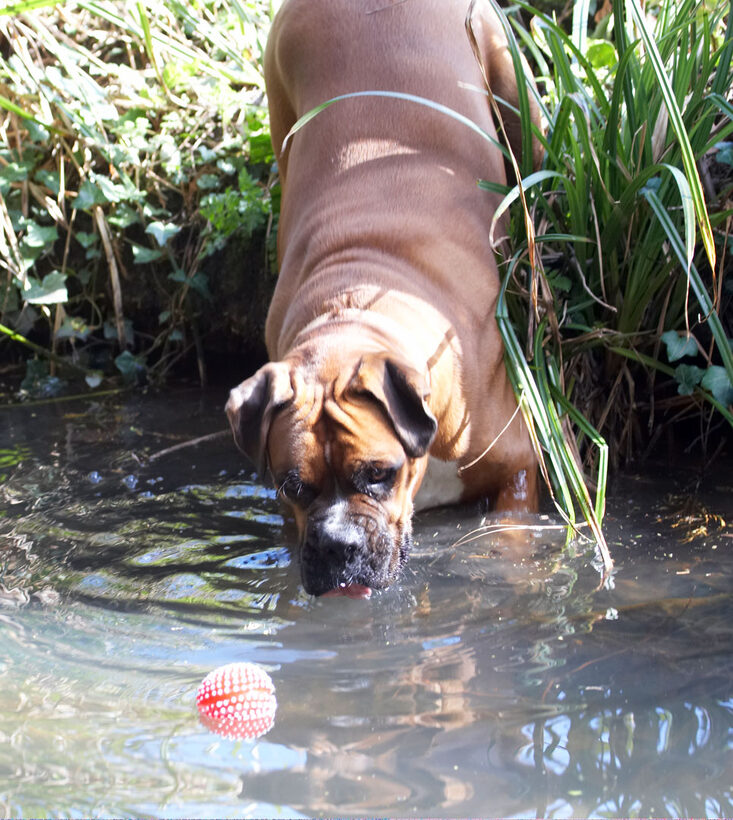 Animal, Animals, Ball, Boxer, Boxers, Canine, Canines, Dog, Dogs, Land Mammal, Land Mammals, Nog, Play, Playing, Playtime, Terrestrial Mammal, Terrestrial Mammals, water