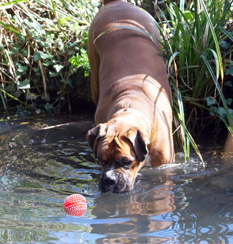 Animal, Animals, Ball, Boxer, Boxers, Canine, Canines, Dog, Dogs, Land Mammal, Land Mammals, Nog, Play, Playing, Playtime, Terrestrial Mammal, Terrestrial Mammals, water