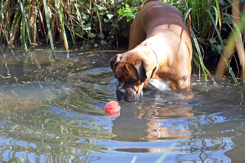 Animal, Animals, Ball, Boxer, Boxers, Canine, Canines, Dog, Dogs, Land Mammal, Land Mammals, Nog, Play, Playing, Playtime, Terrestrial Mammal, Terrestrial Mammals, water