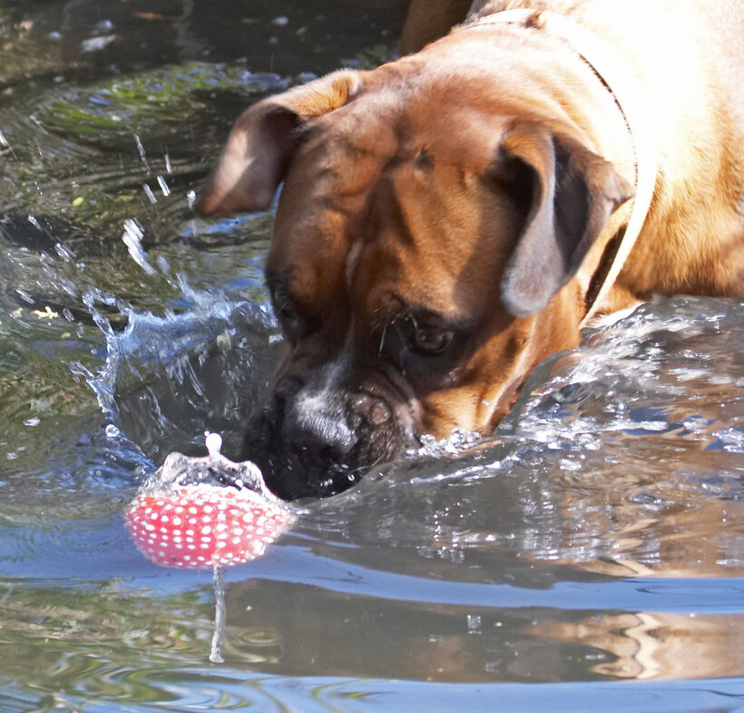 Animal, Animals, Ball, Boxer, Boxers, Canine, Canines, Dog, Dogs, Land Mammal, Land Mammals, Nog, Play, Playing, Playtime, Terrestrial Mammal, Terrestrial Mammals, water
