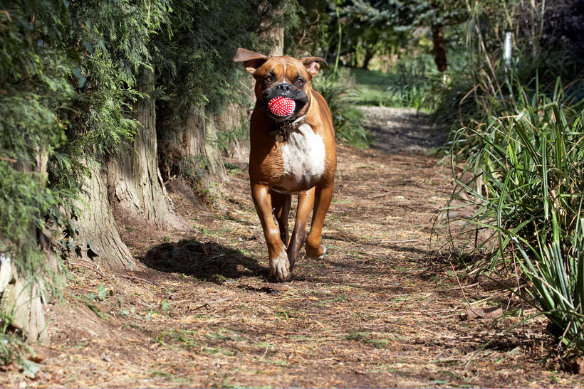 Animal, Animals, Ball, Boxer, Boxers, Canine, Canines, Dog, Dogs, Land Mammal, Land Mammals, Nog, Play, Playing, Playtime, Run, running, Terrestrial Mammal, Terrestrial Mammals