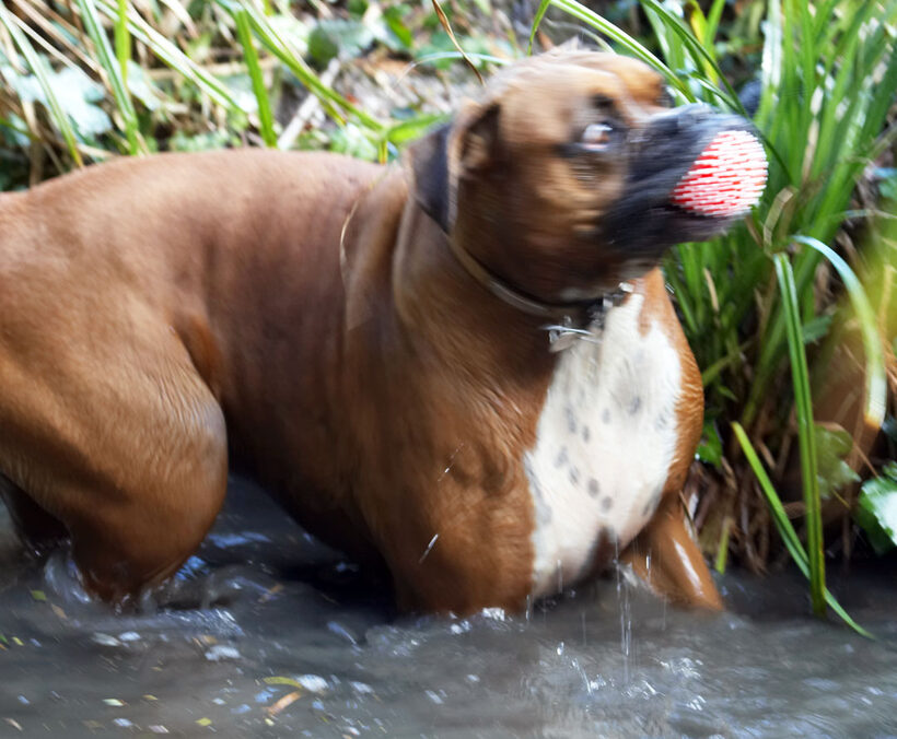 Animal, Animals, Ball, Boxer, Boxers, Canine, Canines, Dog, Dogs, Land Mammal, Land Mammals, Nog, Play, Playing, Playtime, Terrestrial Mammal, Terrestrial Mammals, water