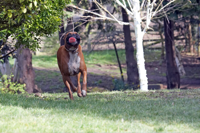 Animal, Animals, Ball, Boxer, Boxers, Canine, Canines, Dog, Dogs, Land Mammal, Land Mammals, Nog, Play, Playing, Playtime, Run, running, Terrestrial Mammal, Terrestrial Mammals