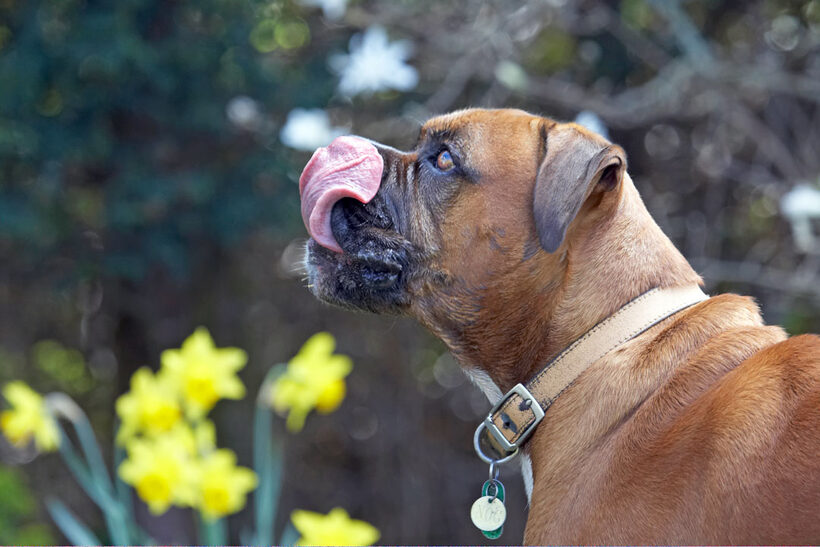 Animal, Animals, Boxer, Boxers, butter, Canine, Canines, Dog, Dogs, Land Mammal, Land Mammals, Nog, Peanut, Play, Playing, Playtime, Terrestrial Mammal, Terrestrial Mammals, Tongue