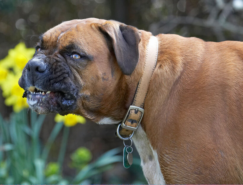 Animal, Animals, Boxer, Boxers, butter, Canine, Canines, Dog, Dogs, Land Mammal, Land Mammals, Nog, Peanut, Play, Playing, Playtime, Terrestrial Mammal, Terrestrial Mammals