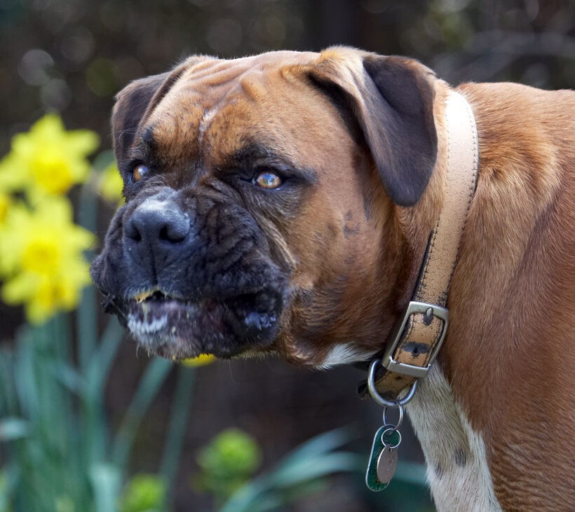Animal, Animals, Boxer, Boxers, butter, Canine, Canines, Dog, Dogs, Land Mammal, Land Mammals, Nog, Peanut, Play, Playing, Playtime, Terrestrial Mammal, Terrestrial Mammals