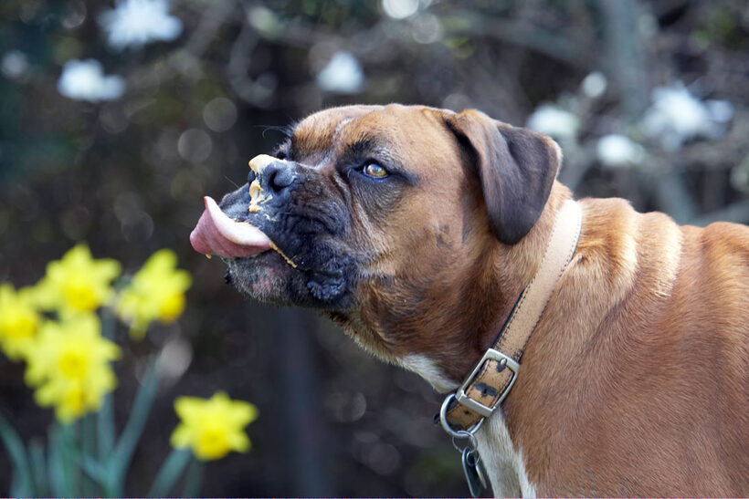 Animal, Animals, Boxer, Boxers, butter, Canine, Canines, Dog, Dogs, Land Mammal, Land Mammals, Nog, Peanut, Play, Playing, Playtime, Terrestrial Mammal, Terrestrial Mammals, Tongue