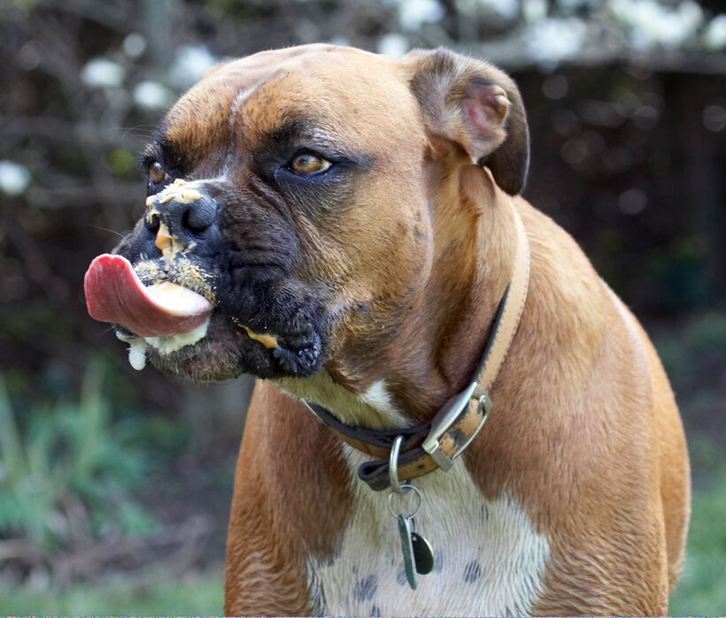 Animal, Animals, Boxer, Boxers, Butter, Canine, Canines, Dog, Dogs, Land Mammal, Land Mammals, Nog, Peanut, Play, Playing, Playtime, Terrestrial Mammal, Terrestrial Mammals, tongue