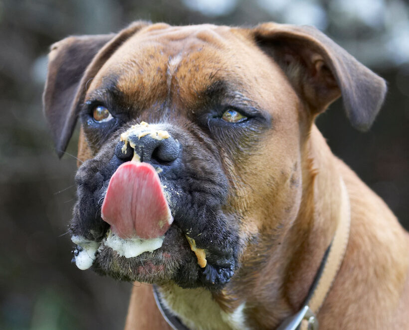 Animal, Animals, Boxer, Boxers, Butter, Canine, Canines, Dog, Dogs, Land Mammal, Land Mammals, Nog, Peanut, Play, Playing, Playtime, Terrestrial Mammal, Terrestrial Mammals, tongue